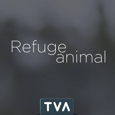 Refuge animal 7